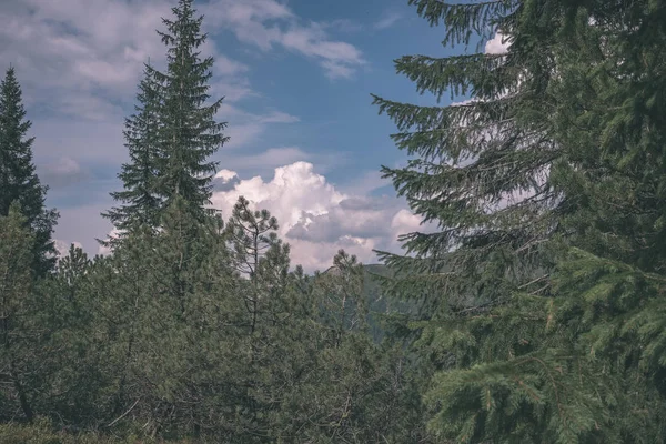 Large Trees Agains Blue Sky View Green Foliage Leaves Vintage — Stock Photo, Image