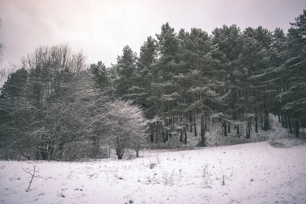 Malebný Pohled Sněhu Vztahuje Lesní — Stock fotografie