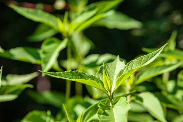 緑の夏葉の詳細は 背景を抽象化します Bents および枝 — ストック写真