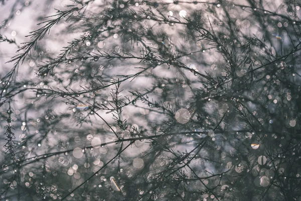 Abstraktní Odrazy Dešťových Kapek Mokré Větve Keřů Rozostření Pozadí Textury — Stock fotografie