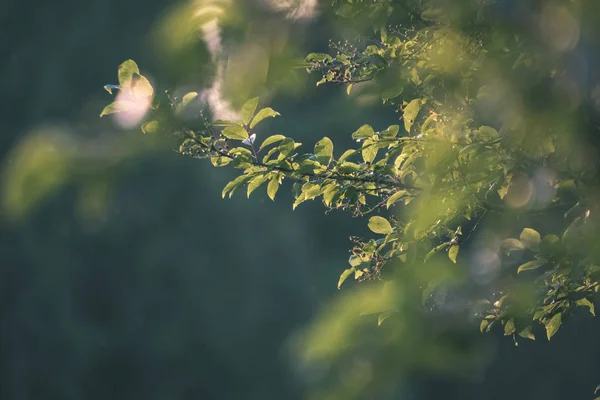 Blick Auf Das Grüne Laub Des Baumes Mit Sonnenlicht — Stockfoto