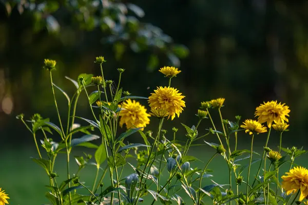 Countryside Garden Flowers Blur Background Green Foliage Summer — Stock Photo, Image