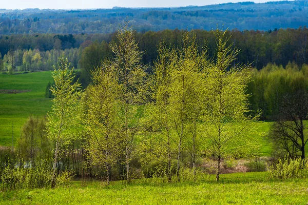 Duidelijke Eenvoudige Platteland Lente Landschap Met Verse Groene Weiden Bossen — Stockfoto