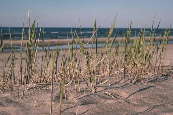 Vista Panorâmica Praia Mar Verão Com Rochas Plantas Água Limpa — Fotografia de Stock