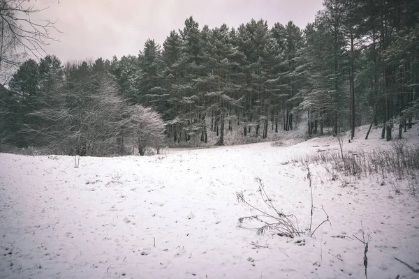 Vista Panorámica Del Bosque Cubierto Nieve — Foto de Stock