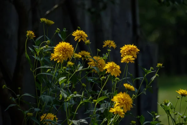 Kırsal Bahçe Çiçek Üzerinde Arka Plan Yeşil Yapraklar Yaz Aylarında — Stok fotoğraf