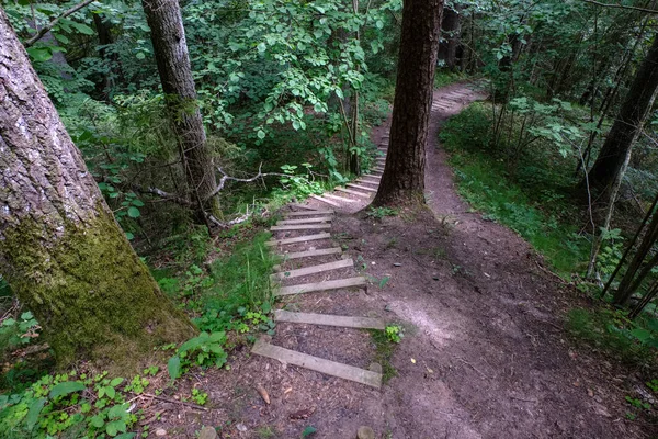 Boş Toprak Yol Çam Ağacı Orman — Stok fotoğraf