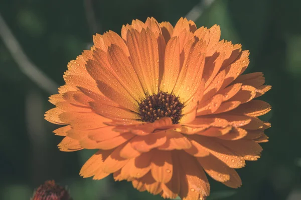 Flor Verão Laranja Close Ups Com Fundo Borrão Look Retro — Fotografia de Stock