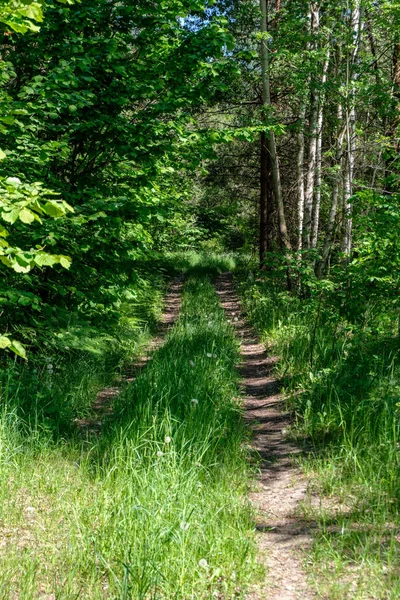 Groene Gebladerte Zomer Met Harde Schaduwen Fel Zonlicht Bos — Stockfoto