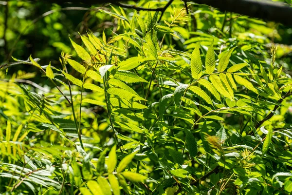 Verão Verde Folhagem Detalhes Fundo Abstrato Folhas Relva Rendas Ramos — Fotografia de Stock