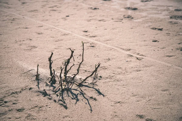 Spiaggia Mare Vuota Primavera Con Alcuni Uccelli Navi Carico All — Foto Stock