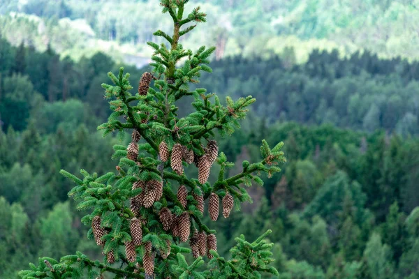 Καταπράσινα Δάση Ομιχλώδη Ημέρα Φαίνεται Από Ανωτέρω Μακρινό Ορίζοντα — Φωτογραφία Αρχείου