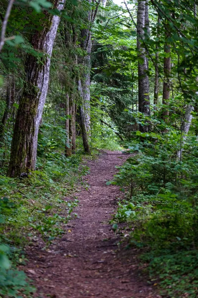 Blick Auf Feldweg Kiefernwald — Stockfoto