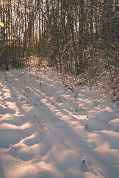 Vilda Snötäckta Skogen Skymningen — Stockfoto