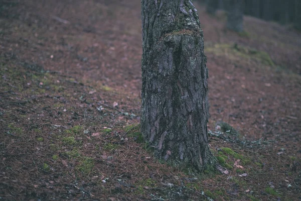 トウヒや松の木と緑の葉の暗い秋の森 — ストック写真