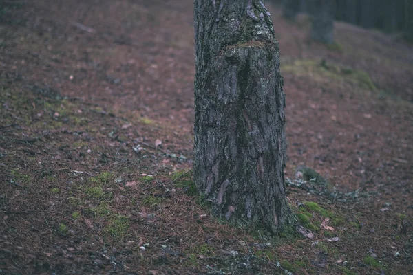 Foresta Autunnale Scura Con Abete Rosso Pino Fogliame Verde — Foto Stock