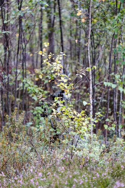 Детали Леса Стволами Деревьев Зеленой Листвы Летом — стоковое фото