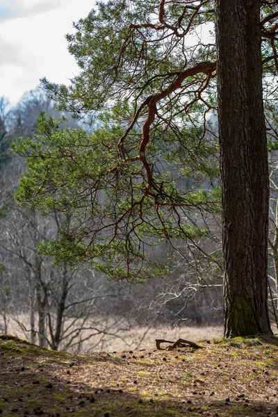 Borovice Kmeny Větve Zelené Jehličí Bažině Oblasti Světlé Barvy Rozostření — Stock fotografie