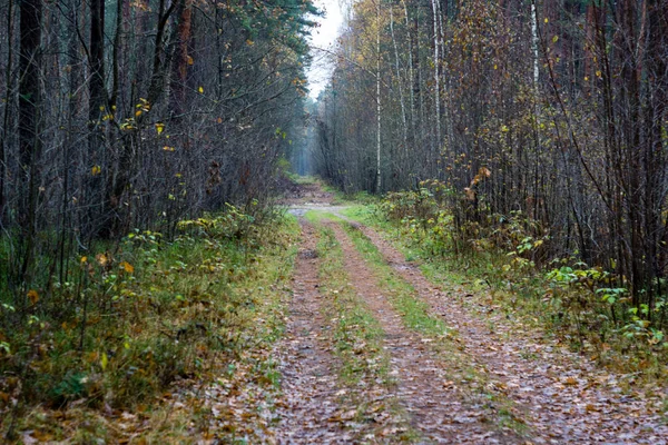 단풍과 나무와 관점에서 간단한 숲도로 — 스톡 사진