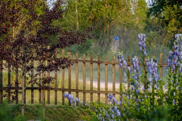 Les Fleurs Jardin Campagne Sur Fond Flou Feuillage Vert Été — Photo