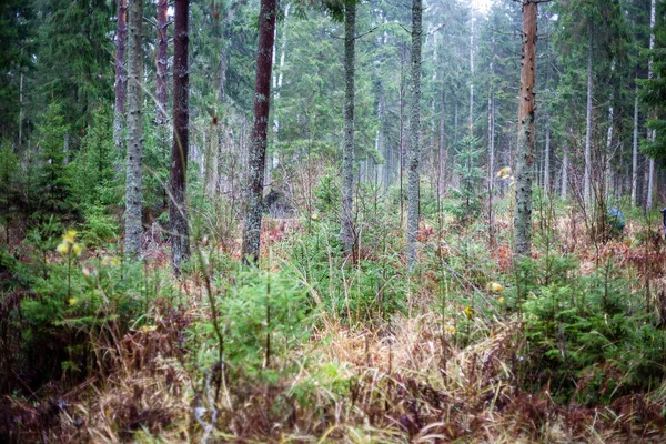 濡れた葉とフィールドの浅い深さを持つ雨の後秋の森 鈍い緑色 — ストック写真