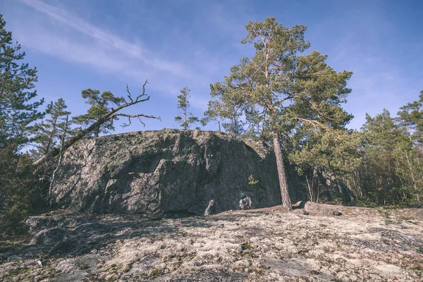 Kayalık Sahil Şeridine Finlandiya Birkaç Çam Ağaçları Yaz Vintage Bir — Stok fotoğraf