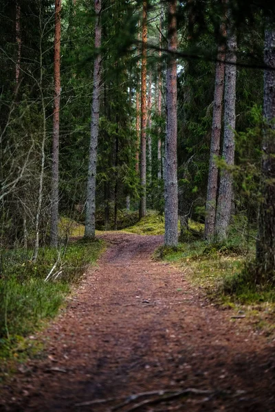 Χωματόδρομο Στο Καθαρό Πεύκο Δάσος Λάσπη Και Πράσινο Φύλλωμα Γύρω — Φωτογραφία Αρχείου