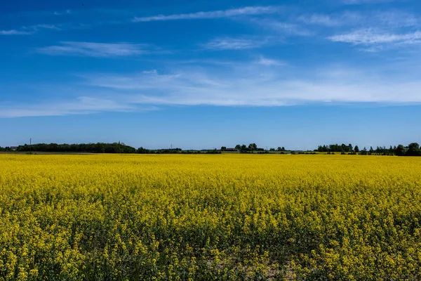Campos Colza Color Amarillo Brillante Tierras Agrícolas Rurales —  Fotos de Stock