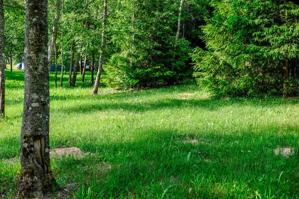 Follaje Verde Verano Con Sombras Duras Luz Solar Brillante Bosque — Foto de Stock