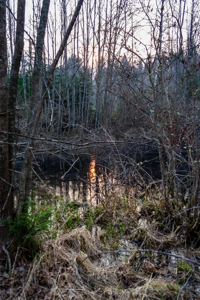 wet empty forest in early spring trees without leaves. naked nature scene