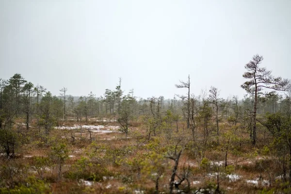 Yeşil Çimenlerin Üzerinde Kuru Uzak Ağaçlar Ilk Kar Manzaralı Bataklık — Stok fotoğraf