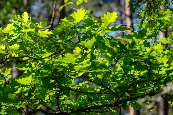 Φρέσκο Πράσινο Φύλλωμα Δέντρο Φύλλα Στο Πρωινό Φως Κατά Θάμπωμα — Φωτογραφία Αρχείου