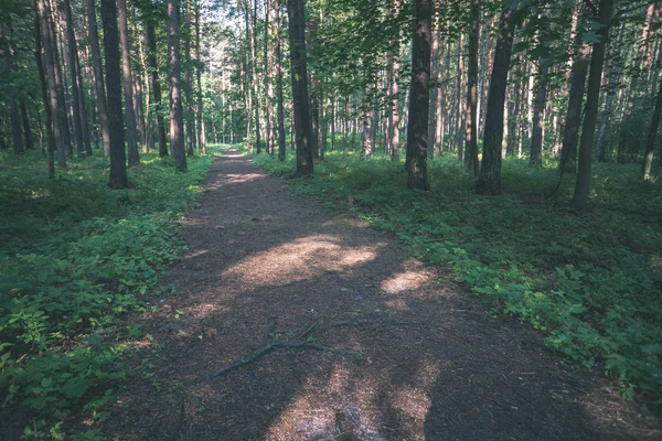 Eenvoudige Platteland Bos Weg Perspectief Met Loof Bomen Rond Vintage — Stockfoto