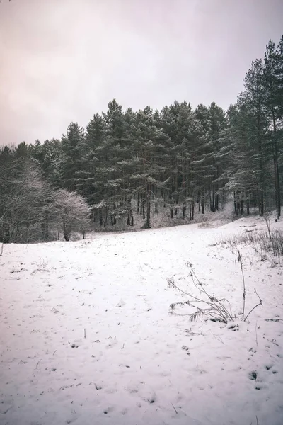 Bosque Salvaje Invierno Con Alto Nivel Nieve Atardecer Aspecto Retro — Foto de Stock