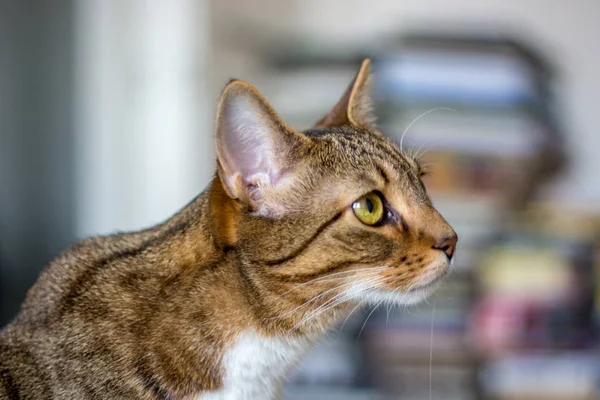 Primer Plano Gato Doméstico Ambiente Natural Apartamento — Foto de Stock