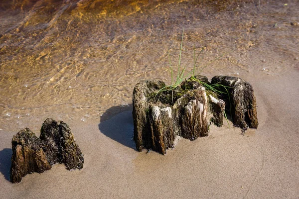 Vzorek Abstraktní Textury Písku Poblíž Vodního Útvaru Některé Rostliny — Stock fotografie