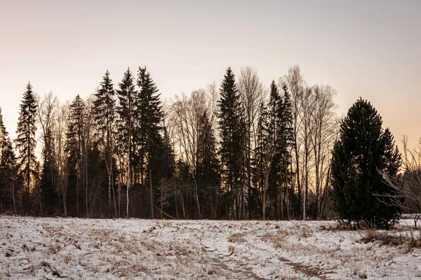 Semplice Paesaggio Campagna Latvia Con Campi Alberi Sotto Neve Erba — Foto Stock