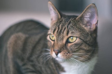 yakın çekim yerli kedi evinde doğal ortamda vurdu