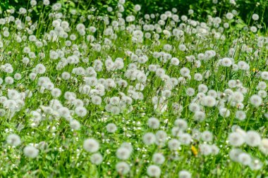 Karahindiba kabartmak ile lots-in güneş ışığı yaz yeşil çayır