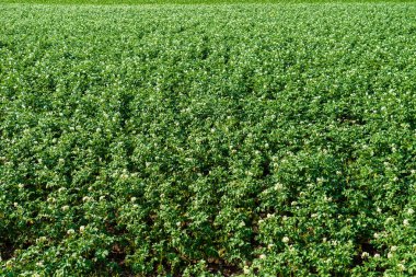 yeşil yaz yeşillik Ayrıntılar arka plan soyut. yaprak, çimen, bents ve dalları