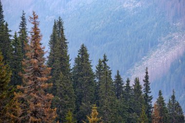 Çoklu Seviye alanları ve ormanları dağ bölgesinde. Slovakya. ağaçlar ve çayırlar üzerinde sis
