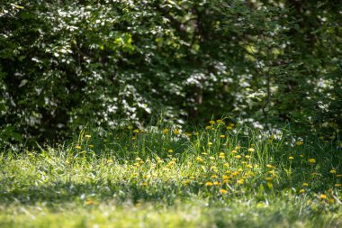 sert gölgeler ve orman parlak gün ışığında yaz yeşil yeşillik