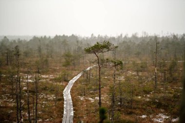 Ahşap tahta patika boardwalk bataklık alan rekreasyon turistler için. Çam ağaçları çıkmaza sokmak ve ilk kış öğleden sonra hafif kar.