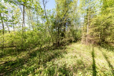 sert gölgeler ve orman parlak gün ışığında yaz yeşil yeşillik