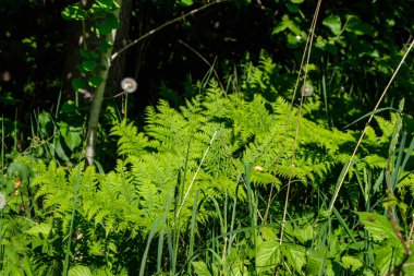 sert gölgeler ve orman parlak gün ışığında yaz yeşil yeşillik