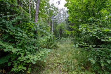 arka planlar ve dokuları tarafsız doku için hafif yaz aylarında derin yeşil yeşillik