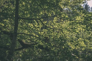sert gölgeler ve orman - vintage bir retro görünüm parlak gün ışığında yaz yeşil yeşillik