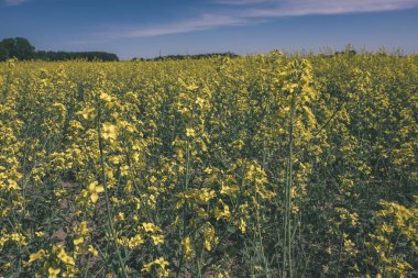 Kolza tohumu kara - vintage bir retro görünüm tarım kırsal kesimde parlak sarı alanlar