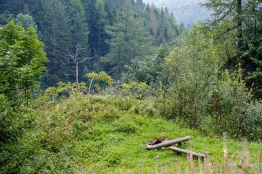 güzel orman çayır dağ orman içinde şömineli