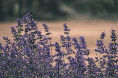 Lila lavandish tesislerinde yaz. detayları - vintage bir retro görünüm kapatın